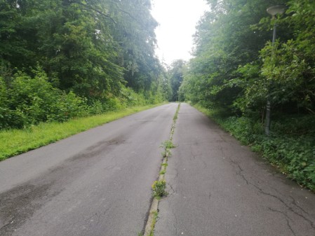 Der_Weg_im_Wald Waldweg